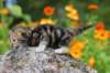 matthewakamattisibny2212_small.jpg