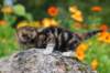 matthewakamattisibny2213_small.jpg