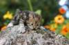 matthewakamattisibny2218_small.jpg