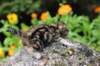 matthewakamattisibny2219_small.jpg