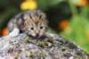 matthewakamattisibny2226_small.jpg