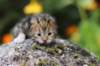 matthewakamattisibny2227_small.jpg