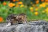 matthewakamattisibny2229_small.jpg