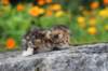 matthewakamattisibny2231_small.jpg