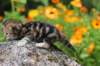matthewakamattisibny2233_small.jpg