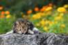 matthewakamattisibny2234_small.jpg