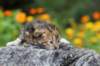 matthewakamattisibny2235_small.jpg