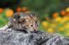 matthewakamattisibny2236_small.jpg