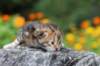 matthewakamattisibny2237_small.jpg