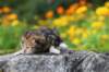 matthewakamattisibny2238_small.jpg