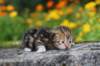 matthewakamattisibny2241_small.jpg