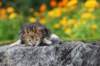 matthewakamattisibny2242_small.jpg