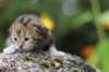 matthewakamattisibny2243_small.jpg