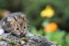 matthewakamattisibny2245_small.jpg