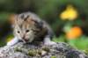 matthewakamattisibny2246_small.jpg