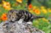 matthewakamattisibny226_small.jpg