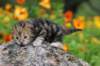 matthewakamattisibny228_small.jpg