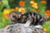 matthewakamattisibny229_small.jpg