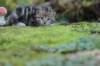 matthewakamattiboysibny223weeks13sebtember202141_small.jpg