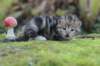 matthewakamattiboysibny223weeks13sebtember202150_small.jpg