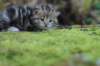 matthewakamattiboysibny223weeks13sebtember202151_small.jpg