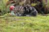 matthewakamattiboysibny223weeks13sebtember202153_small.jpg