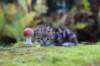 matthewakamattiboysibny223weeks13sebtember202157_small.jpg