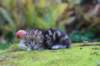 matthewakamattiboysibny223weeks13sebtember202158_small.jpg