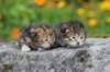 mattiandmaria11days4917_small.jpg