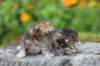 mattiandmaria11days4918_small.jpg