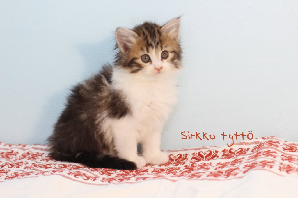 miukutassutsirkkutyttsibny0322ruskeaclassictabbybicolour16.jpg