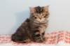 miukutassutveetipoikasibn22ruskeaclassictabby27_small.jpg