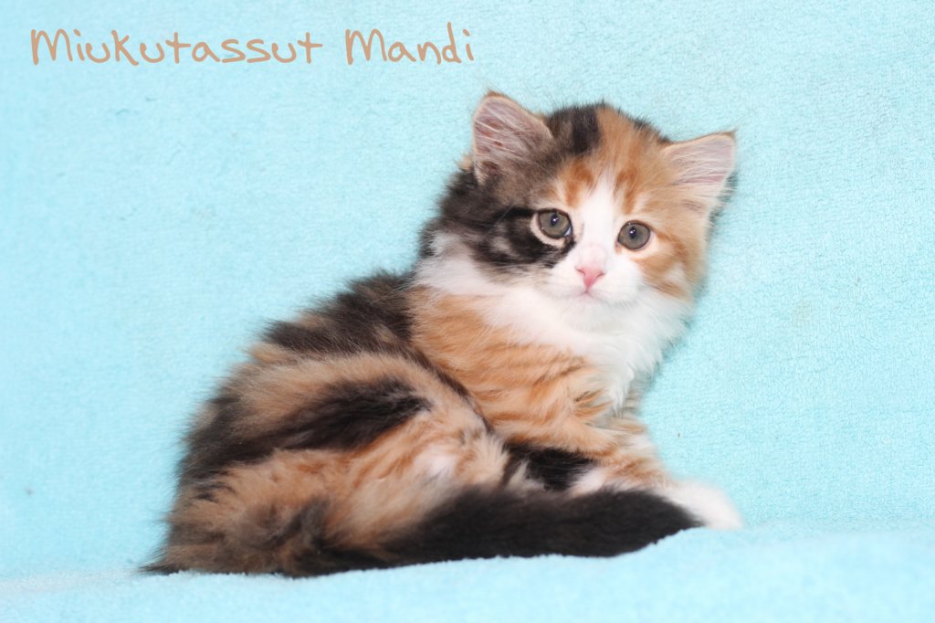 miukutassutmandi.jpg