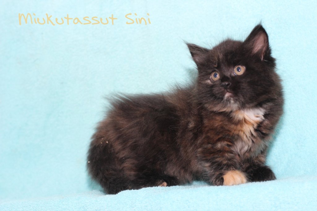 miukutassutsinip.jpg