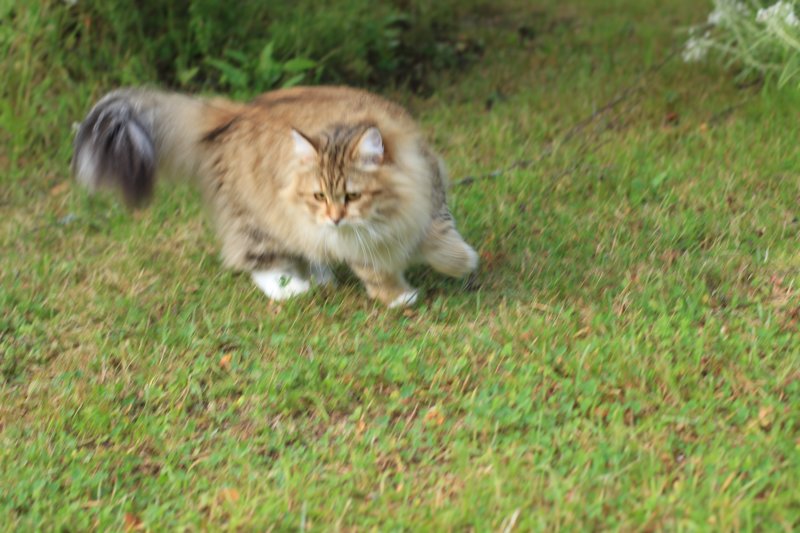mocca10months24853.jpg