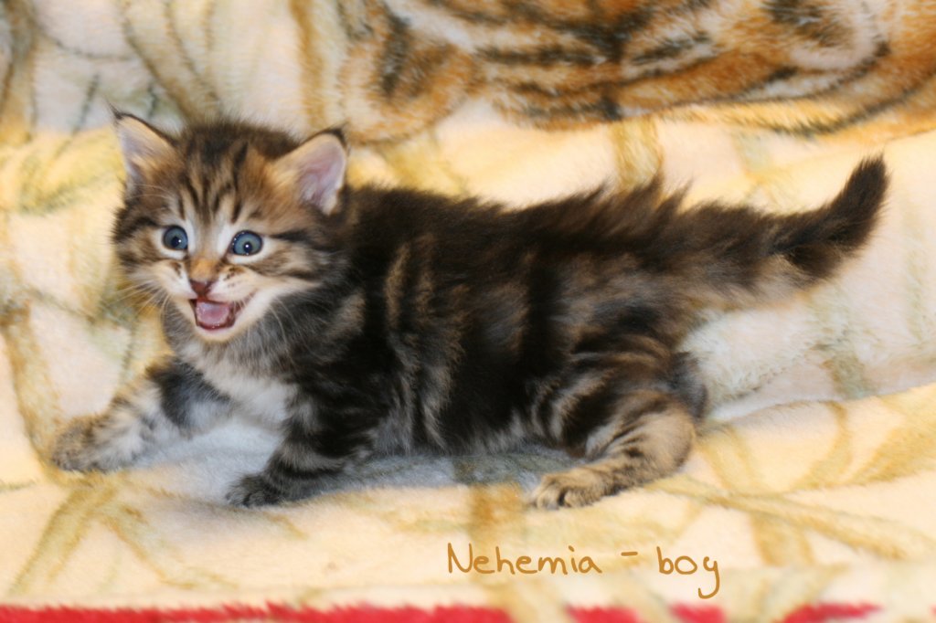 nehemiaboyimg_6243.jpg