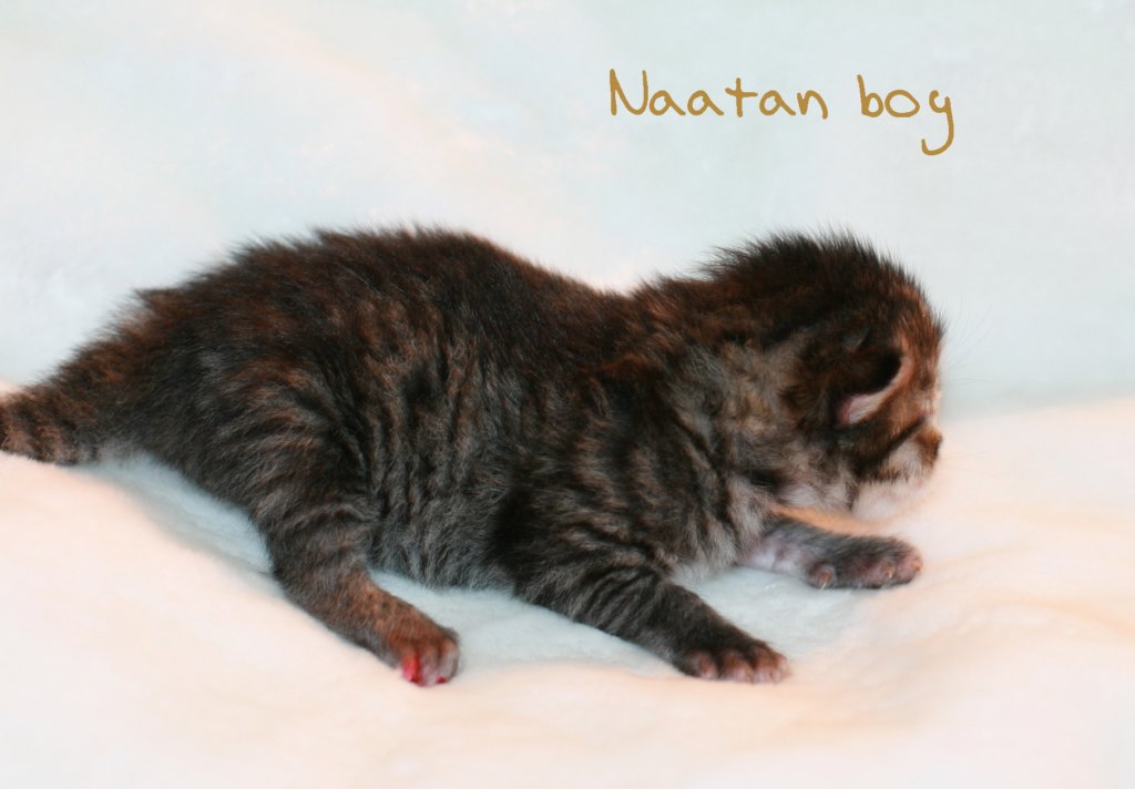 naatanboy3.jpg
