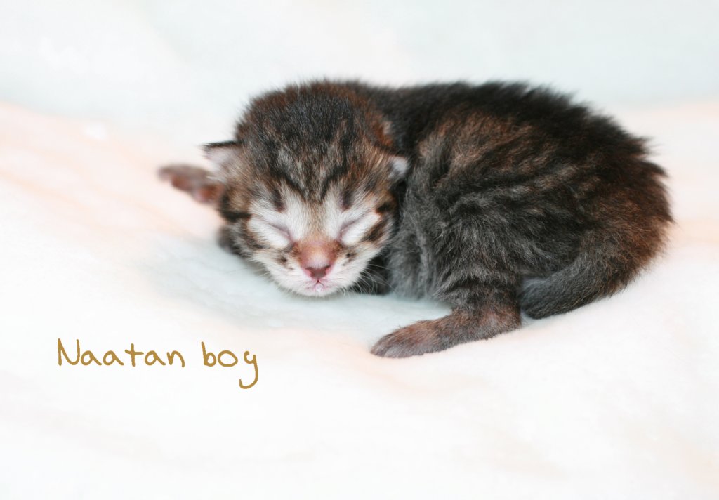 naatanboy5.jpg