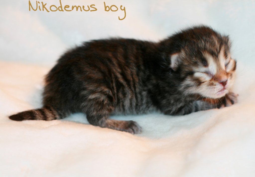 nikodemusboy2.jpg