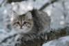 nerigirl95weeks14_small.jpg
