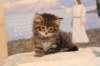 img_5732_small.jpg