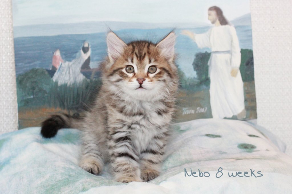 nebo2.jpg