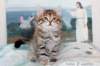 nebo8weeks_small.jpg