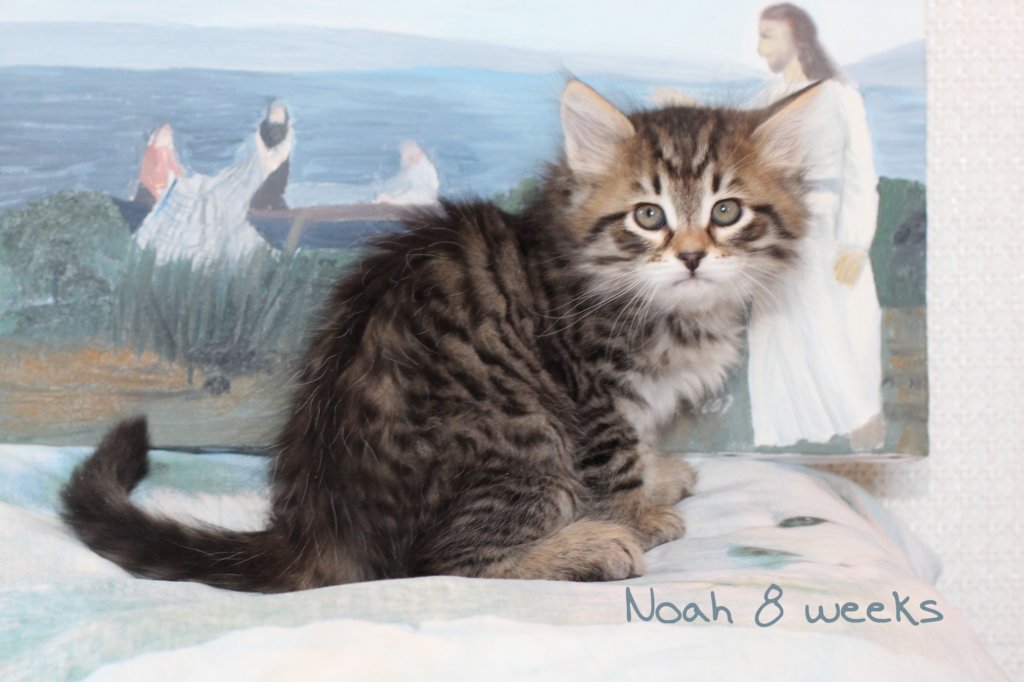 noah2.jpg