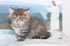 noomi8weeks_small.jpg