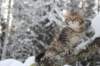 noamelkein12viikoa12217_small.jpg
