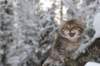 noamelkein12viikoa12224_small.jpg