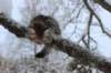 noamelkein12viikoa12240_small.jpg