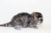 noa2viikkoa71246_small.jpg