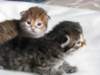 nooaandnaomi38_small.jpg